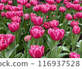 Deep pink double-flowered tulip field 116937528