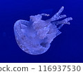 A close-up of a beautiful octopus jellyfish floating against a blue background 116937530