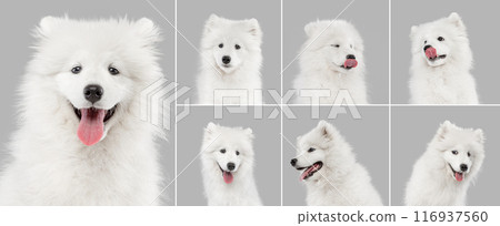 Collage made of portrait of funny, curious white Siberian Husky, Samoyed dog posing against grey studio background. Collage made of portrait of funny, curious white Siberian Husky, Samoyed dog posing against grey studio background. 116937560