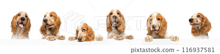 Banner. Collage made of portraits of cute English Cocker Spaniel posing against white studio background. 116937581