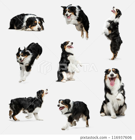Four-legged friend. Black Tricolor Australian Shepherd playing, running, an jumping against white studio background. 116937606