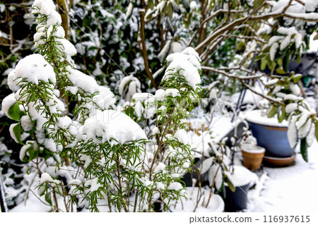 Green thyme covered with snow in the garden in winter. Green thyme covered with snow in the garden in winter. 116937615