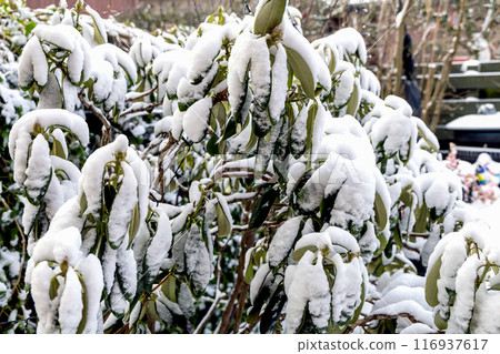 Rhododendron bush covered with snow in winter. Rhododendron bush covered with snow in winter. 116937617