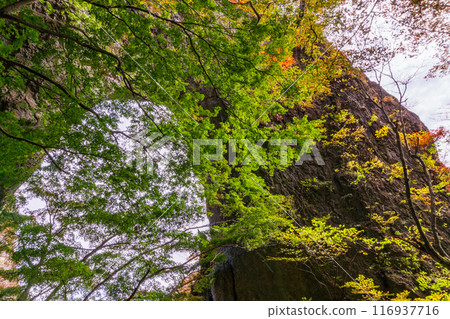[Gunma Prefecture] Mt. Myogi in autumn leaves: Stone gate tour, near the first stone gate 116937716