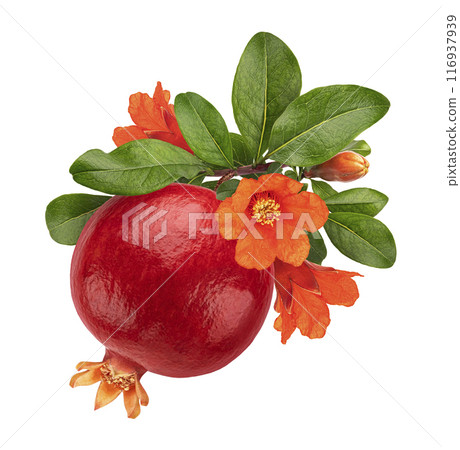 Ripe pomegranate fruit on tree branch with flowers isolated on white background, full depth of field Ripe pomegranate fruit on tree branch with flowers isolated on white background, full depth of field 116937939