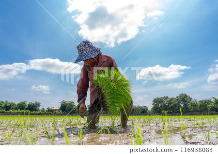 Asian farmer is transplant rice seedlings in paddy rice field with tired exhaustion. Asian farmer is transplant rice seedlings in paddy rice field with tired exhaustion. 116938083
