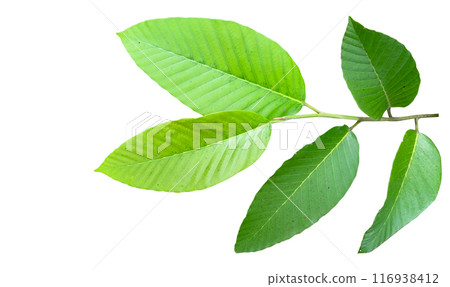 A cut-out of tree top leaves on a white background with clipping paths. A cut-out of tree top leaves on a white background with clipping paths. 116938412