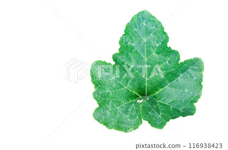 Cut-out image of pumpkin leaves with clipping paths on a white background. 116938423