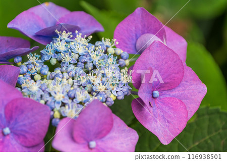 Hydrangea wet in the rain 116938501