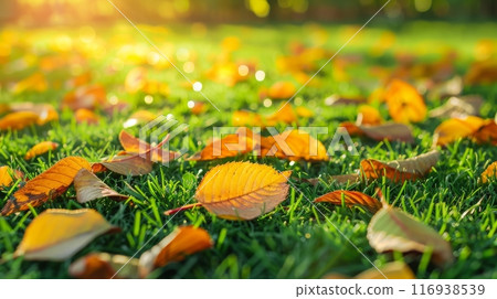 A field of grass covered in yellow fall leaves A field of grass covered in yellow fall leaves 116938539