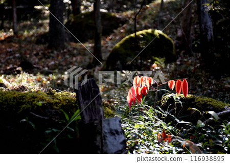 A red-leafed tree sprouting deep in a mossy forest A red-leafed tree sprouting deep in a mossy forest 116938895