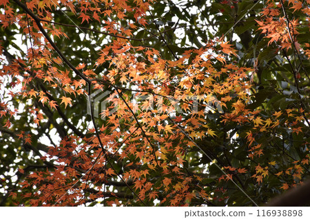Brightly colored maples, autumn scenery Brightly colored maples, autumn scenery 116938898