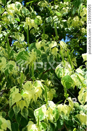 床蝦虎魚 Metrocandle（大戟科） 116939005