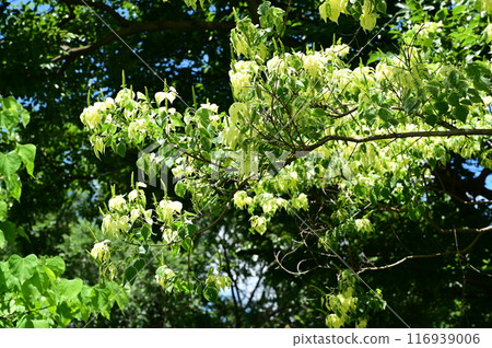 床蝦虎魚 Metrocandle（大戟科） 116939006