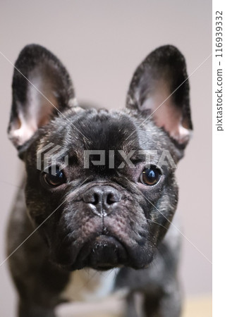 法國鬥牛犬 116939332