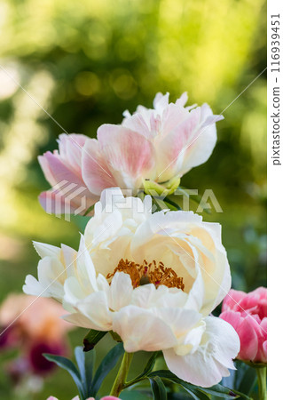 Peony Coral Charm orange pink peony flower in bloom Peony Coral Charm orange pink peony flower in bloom 116939451
