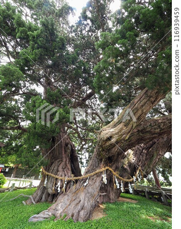 2024 Shinpaku of Hosho-in Temple, the 54th sacred site on Shodoshima Island [Kamisho, Tonosho-cho, Shozu-gun, Kagawa Prefecture] 3 116939459