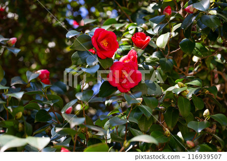 Large mass of deep red Camellia Black Lace flowers in spring 116939507