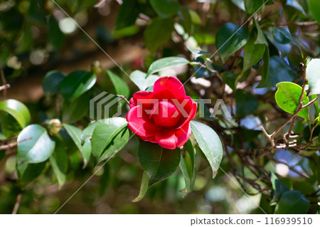 Large mass of deep red Camellia Black Lace flowers in spring Large mass of deep red Camellia Black Lace flowers in spring 116939510