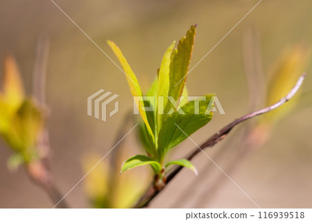 Spring forest with tree branches and young leaves on a blurred background on sunny day Spring forest with tree branches and young leaves on a blurred background on sunny day 116939518