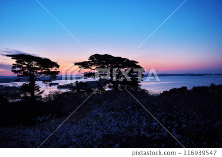 從西行松公園眺望松島灣，櫻花盛開。 116939547