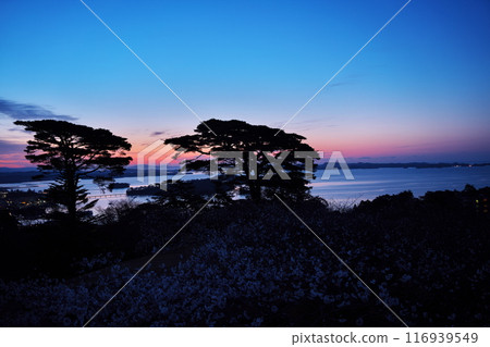 View of Matsushima Bay at dawn from Saigyo-Modoshi-no-matsu Park with cherry blossoms in full bloom 116939549