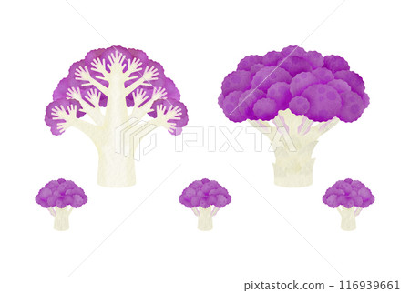 Purple cauliflower 116939661