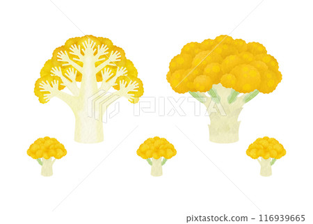Orange cauliflower 116939665