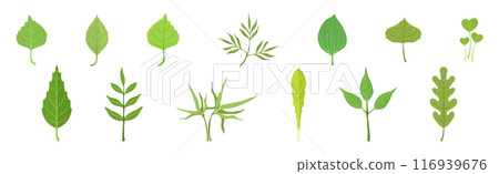 Green Leaf Stem and Stalk as Foliage Vector Set 116939676
