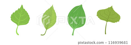 Green Leaf Stem and Stalk as Foliage Vector Set 116939681