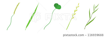 Green Leaf Stem and Stalk as Foliage Vector Set 116939688