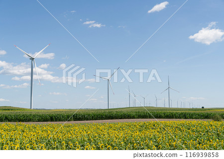 Agricultural field of sunflowers with wind turbines Agricultural field of sunflowers with wind turbines 116939858