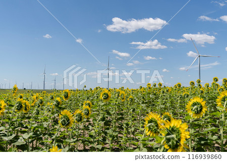Agricultural field of sunflowers with wind turbines 116939860