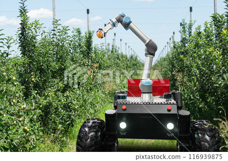 Autonomous robot harvester with robotic arm harvesting fruits on a smart farm. Concept. 116939875