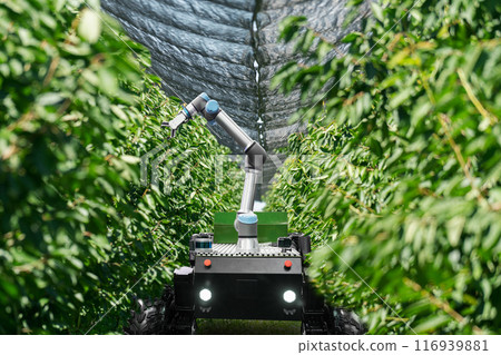 Autonomous robot harvester with robotic arm harvesting fruits on a smart farm. Concept. 116939881