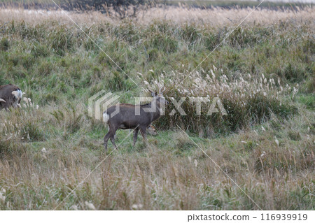 Ezoshika on the Noshi peninsula 116939919