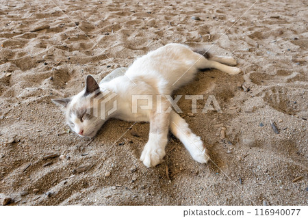 Sleeping Cat on Sandy Ground Sleeping Cat on Sandy Ground 116940077