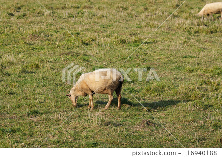 北海道農場的羊 116940188