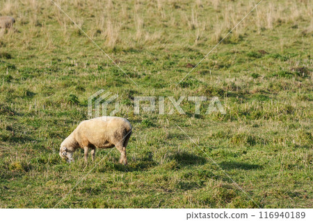 Hokkaido Farm Sheep 116940189