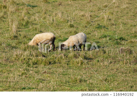 Hokkaido Farm Sheep Hokkaido Farm Sheep 116940192