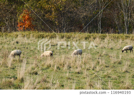 北海道農場的羊 116940193