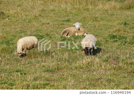 Hokkaido Farm Sheep Hokkaido Farm Sheep 116940194
