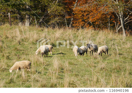 北海道農場的羊 116940196