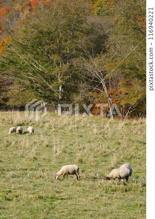 北海道農場的羊 北海道農場的羊 116940221