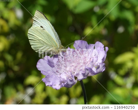 Butterfly close view in the natural habitat background Butterfly close view in the natural habitat background 116940250