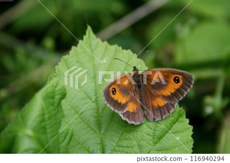 Butterfly close view in the natural habitat background 116940294