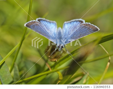 Butterfly close view in the natural habitat background 116940353
