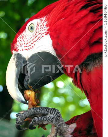 Bird in its natural habitat close view, bird background 116940466