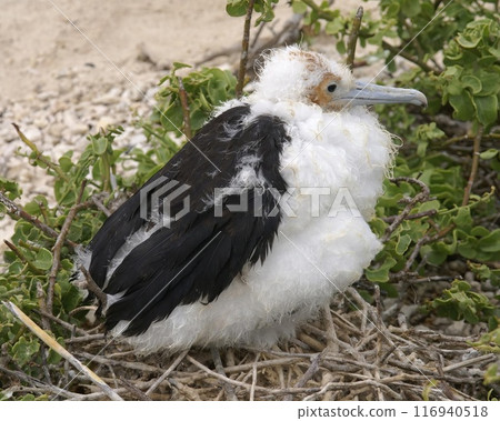 Bird in its natural habitat close view, bird background Bird in its natural habitat close view, bird background 116940518