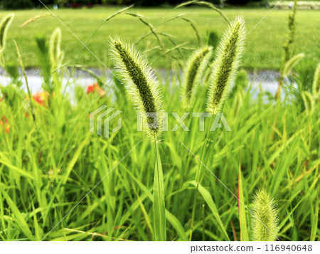 生長在水附近的綠色狐尾草 生長在水附近的綠色狐尾草 116940648